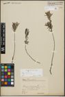 Foto von Salix repens subsp. rosmarinifolia (L.) Andersson